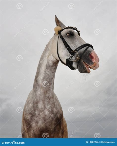 Crazy horse stock photo. Image of white, riding, animal - 10482246