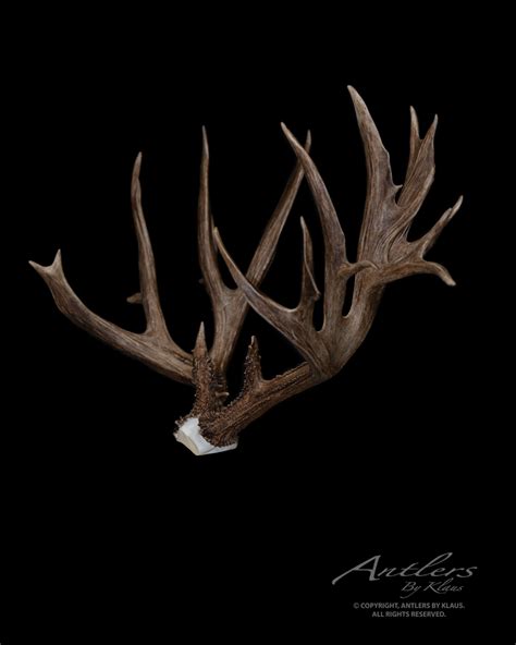 California #3 Record Mule Deer - Antlers by Klaus