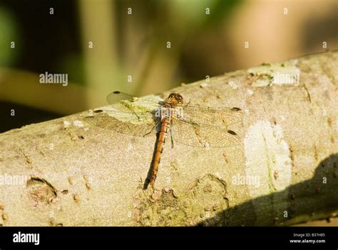 Dragonfly - Common Darter Stock Photo - Alamy