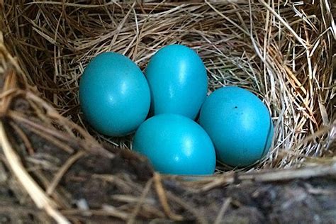 Why Are Robin Eggs Blue?