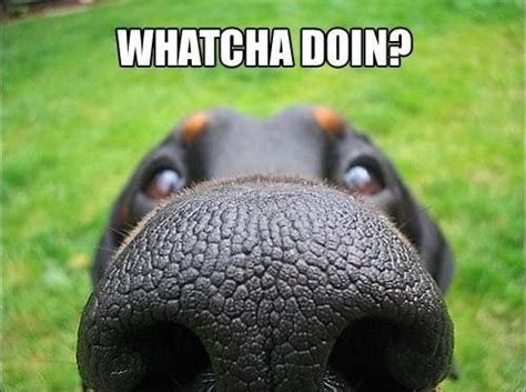 Funny Dog Nose Joke Picture | Funny Joke Meme Pictures | Dog nose, Funny dog pictures, Funny dogs