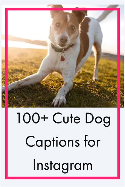 100+ Cute Dog Captions for Insta | Dog captions for insta, Labradoodle ...