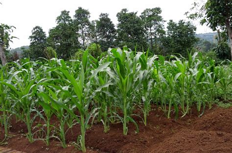 Bagaimana Cara Nak Menanam Jagung Manis Yang Benar