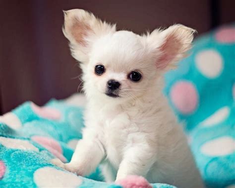 Pomchi Puppies, Pomeranian Chihuahua Mix, Baby Chihuahua, Long Haired ...