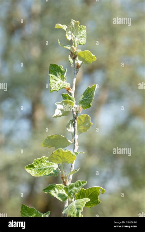 white poplar tree identification - Carlota Orozco