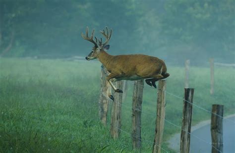 Great Smoky Mountains National Park Announces How To Safely View ...