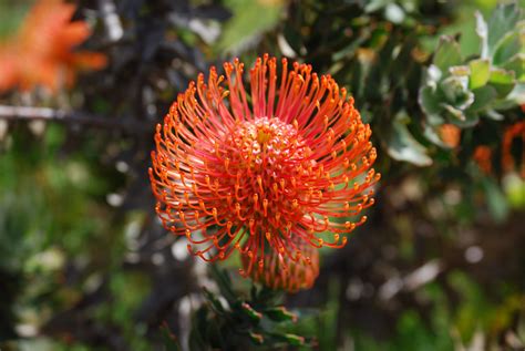 The Leucospermum Cordifolium, Also Known As A Red Pincushion