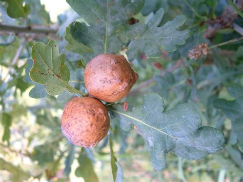 Oak Marble Gall Wasp - Andricus kollari, species information page. Also ...