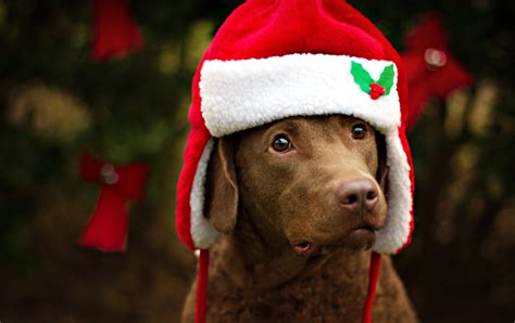 10 Grants to Help Animals in Need This Holiday Season