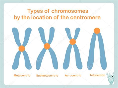 Types Of Chromosomes