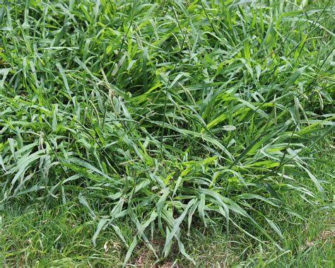 Effective Methods for Crabgrass Control in Burlington, NC