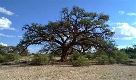 Namibia Reservations: Namibia's National tree, The Camelthorn