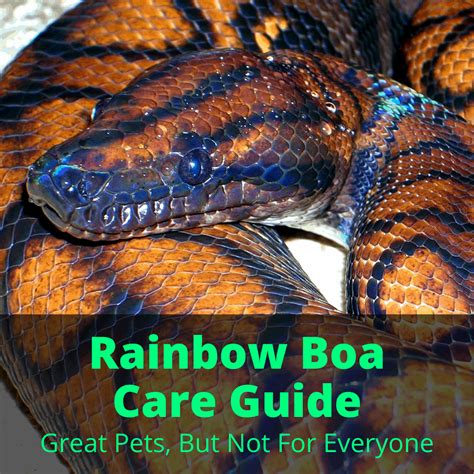 Rainbow Boa Care Guide (Great Pets, But Not For Everyone)