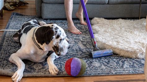 How To Pick The Best Vacuum Cleaner For Dog Hair