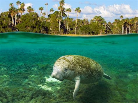 Florida's Pristine Parks: Crystal River National Wildlife Refuge -- National Geographic