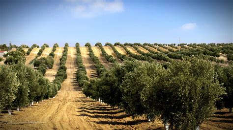 One-Third of Global Olive Oil Production Comes from Intensive Farming - Olive Oil Times