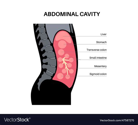 Abdominal cavity anatomy Royalty Free Vector Image