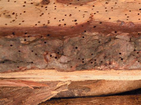 Woodworm treatment | woodworm | timber treatment | Dry Rot | Wet Rot