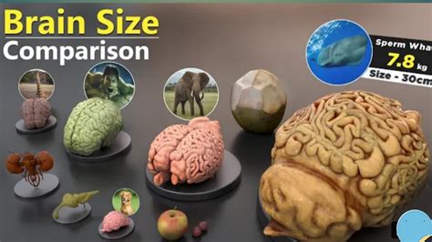 Brain size comparsion human |animals brains| data ball Info - YouTube