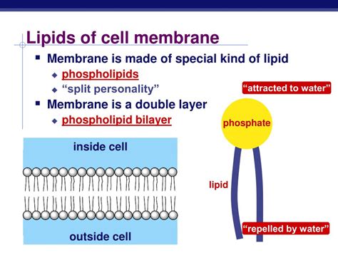 PPT - Cell Membranes & Movement Across Them PowerPoint Presentation ...