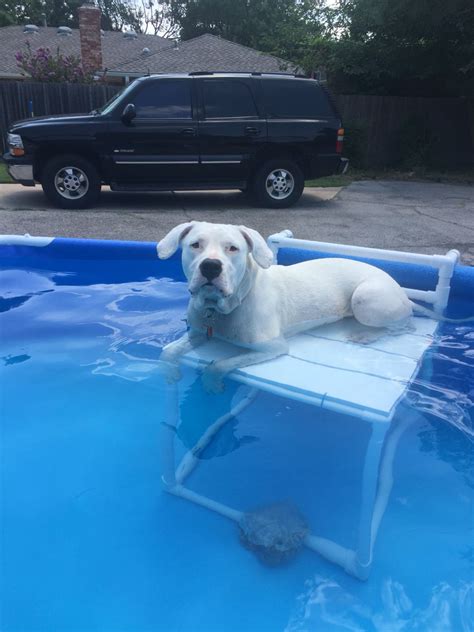 Diy Dog Pool Stairs - Pool Ideas