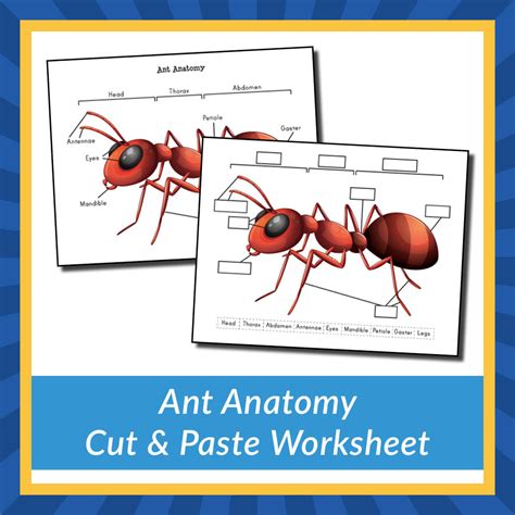 Ant Anatomy Cut & Paste Worksheet - Gift of Curiosity