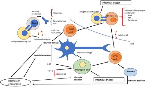 Rasmussen's encephalitis: From immune pathogenesis towards targeted ...