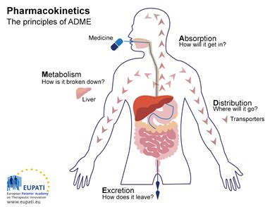 Introduction to Pharmacokinetics: Four Steps in a Drug’s Journey Through the Body - Genomind