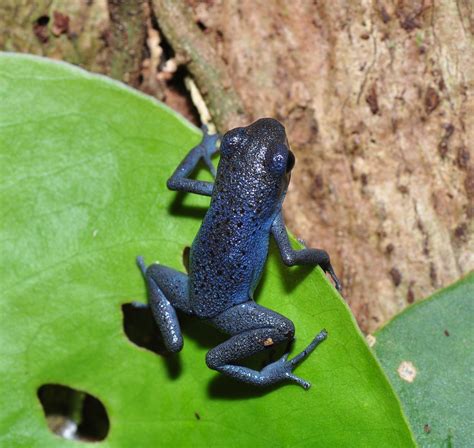 Strawberry poison-dart frog (Oophaga pumilio or Dendrobate… | Flickr