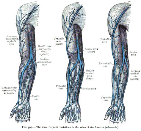 Cephalic vein - Wikipedia