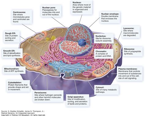 Structure And Function Of Cytoplasmic Organelles Of Cell