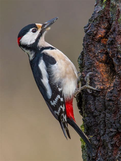 British woodpecker photo ID guide - BirdGuides