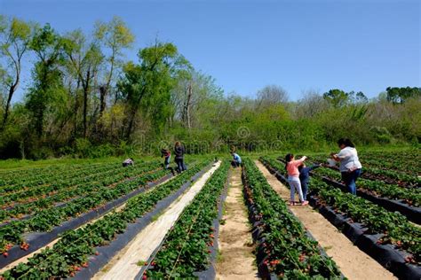 Strawberry Farm in Froberg S Strawberry Farm in Alvin City, Texas Editorial Image - Image of ...