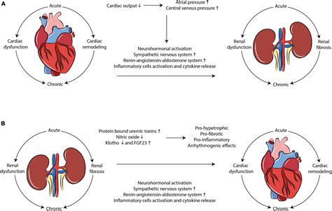 Frontiers | Toward Human Models of Cardiorenal Syndrome in vitro