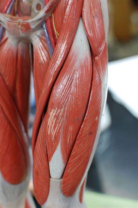 Human Anatomy Lab: Muscles of the Leg