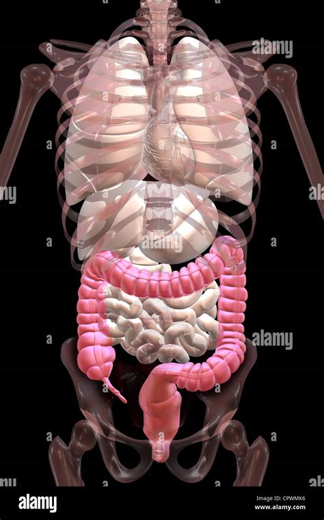 Cecum Location Diagram