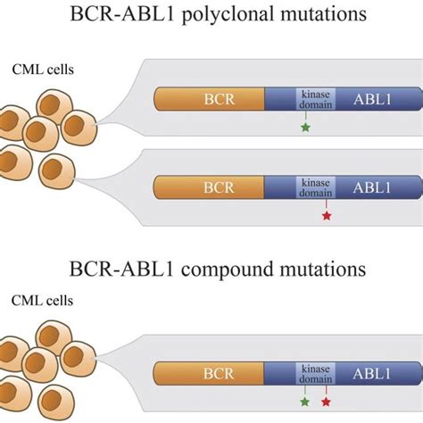 (PDF) BCR-ABL1 compound mutations in tyrosine kinase inhibitor ...