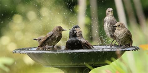 How Do Animals Deal with Hot Weather? - Varment Guard Wildlife Services