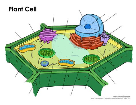 Label The Plant Cell (Part 2) Diagram | Quizlet