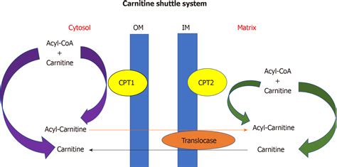 Carnitine Shuttle