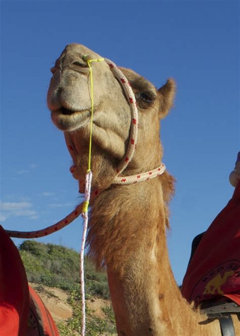 Broome Camel Ride – Kidsetter