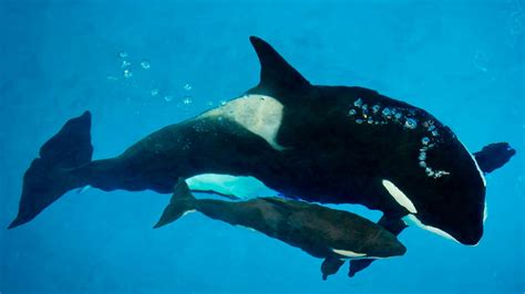 Baby killer whale, the last to be born in captivity at SeaWorld, dies | PIX11