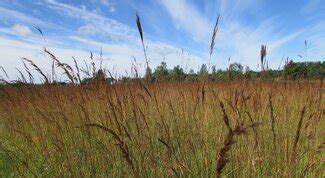 Indian Grass | Illinois Grasses | Illinois Extension | UIUC