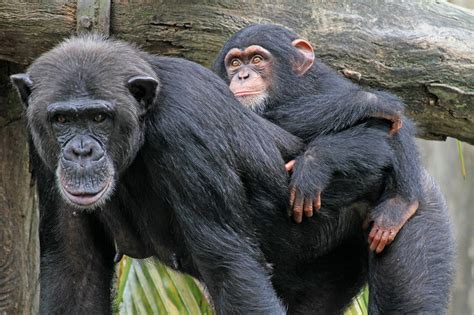 Who Would Win a Human-vs.-Chimp Wrestling Match? | Live Science