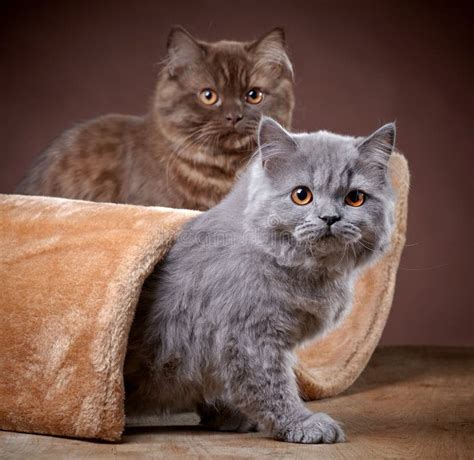 British longhair kittens stock image. Image of animal - 41775425