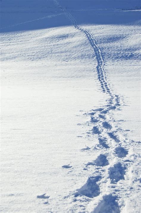 Free Footsteps in the snow 1 Stock Photo - FreeImages.com