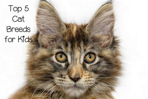 Top 5 Overall Best Cat Breeds for Children - CatVills