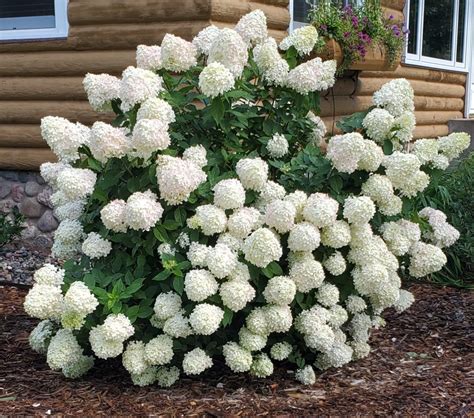 Hydrangea, Little Lime - Birchfield Nurseries