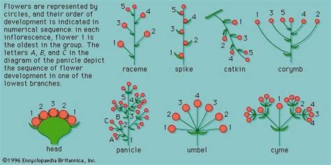 Inflorescence | plant anatomy | Plants, Flower structure, Plant science