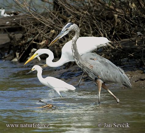 Ardeidae Pictures, Herons Images, Nature Wildlife Photos | NaturePhoto